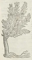 An illustration from The herball, or, Generall historie of plantes (1633)