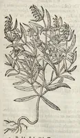 Picture 6 of 57 from The herball, or, Generall historie of plantes (1633), leaf 138