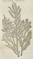 Picture 48 of 57 from The herball, or, Generall historie of plantes (1633), leaf 1421