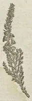 An illustration from The herball, or, Generall historie of plantes (1633)
