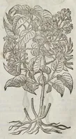 An illustration from The herball, or, Generall historie of plantes (1633)