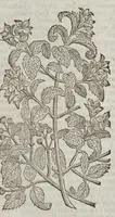 Picture 51 of 57 from The herball, or, Generall historie of plantes (1633), leaf 1442