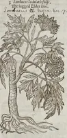 Picture 52 of 57 from The herball, or, Generall historie of plantes (1633), leaf 1466