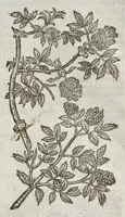 Picture 53 of 57 from The herball, or, Generall historie of plantes (1633), leaf 1466