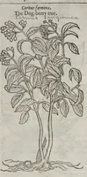 Picture 54 of 57 from The herball, or, Generall historie of plantes (1633), leaf 1510