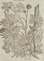An illustration from The herball, or, Generall historie of plantes (1633)