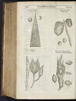 An illustration from The herball, or, Generall historie of plantes (1633)