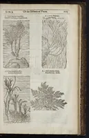 An illustration from The herball, or, Generall historie of plantes (1633)