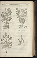 An illustration from The herball, or, Generall historie of plantes (1633)