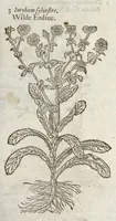Picture 8 of 57 from The herball, or, Generall historie of plantes (1633), leaf 332