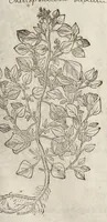 Picture 9 of 57 from The herball, or, Generall historie of plantes (1633), leaf 372