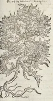 Picture 10 of 57 from The herball, or, Generall historie of plantes (1633), leaf 398