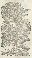 Picture 11 of 57 from The herball, or, Generall historie of plantes (1633), leaf 398