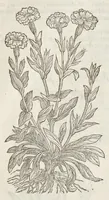 Picture 12 of 57 from The herball, or, Generall historie of plantes (1633), leaf 511