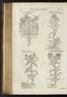 Picture 13 of 57 from The herball, or, Generall historie of plantes (1633), leaf 531