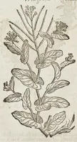 An illustration from The herball, or, Generall historie of plantes (1633)