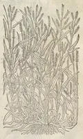 Picture 1 of 57 from The herball, or, Generall historie of plantes (1633), leaf 58
