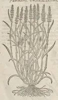 Picture 2 of 57 from The herball, or, Generall historie of plantes (1633), leaf 58