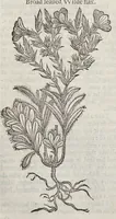 An illustration from The herball, or, Generall historie of plantes (1633)
