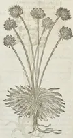 An illustration from The herball, or, Generall historie of plantes (1633)