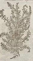 Picture 17 of 57 from The herball, or, Generall historie of plantes (1633), leaf 668