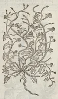 Picture 18 of 57 from The herball, or, Generall historie of plantes (1633), leaf 668