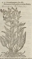 Picture 19 of 57 from The herball, or, Generall historie of plantes (1633), leaf 756