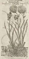 Picture 3 of 57 from The herball, or, Generall historie of plantes (1633), leaf 76