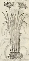 An illustration from The herball, or, Generall historie of plantes (1633)