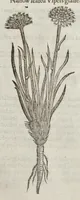 Picture 20 of 57 from The herball, or, Generall historie of plantes (1633), leaf 780