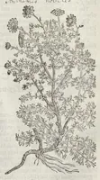 Picture 21 of 57 from The herball, or, Generall historie of plantes (1633), leaf 798