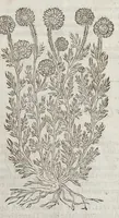 Picture 22 of 57 from The herball, or, Generall historie of plantes (1633), leaf 798