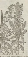 Picture 23 of 57 from The herball, or, Generall historie of plantes (1633), leaf 820