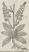 Picture 24 of 57 from The herball, or, Generall historie of plantes (1633), leaf 820