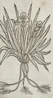 Picture 25 of 57 from The herball, or, Generall historie of plantes (1633), leaf 868