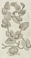 An illustration from The herball, or, Generall historie of plantes (1633)