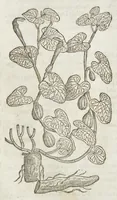Picture 27 of 57 from The herball, or, Generall historie of plantes (1633), leaf 889