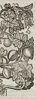 Picture 28 of 57 from The herball, or, Generall historie of plantes (1633), leaf 958