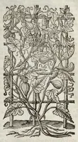 Picture 29 of 57 from The herball, or, Generall historie of plantes (1633), leaf 958