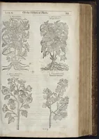 Picture 30 of 57 from The herball, or, Generall historie of plantes (1633), leaf 976