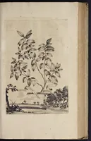 An illustration from Naauwkeurige beschryving der aardgewassen : waar in de veelerley aart en bijzondere eigenschappen der boomen, heesters, kruyden, bloemen, met haare vrugten, zaden, wortelen en bollen, neevens derzelver waare voort-teeling, gelukkige aanwinning, en heylzaame genees-krachten : na een veel-jarige oeffening en eigen ondervinding, in drie onderscheide boeken, naauwkeuriglijk beschreeven worden (1696)