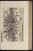 An illustration from Naauwkeurige beschryving der aardgewassen : waar in de veelerley aart en bijzondere eigenschappen der boomen, heesters, kruyden, bloemen, met haare vrugten, zaden, wortelen en bollen, neevens derzelver waare voort-teeling, gelukkige aanwinning, en heylzaame genees-krachten : na een veel-jarige oeffening en eigen ondervinding, in drie onderscheide boeken, naauwkeuriglijk beschreeven worden (1696)