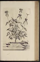 An illustration from Naauwkeurige beschryving der aardgewassen : waar in de veelerley aart en bijzondere eigenschappen der boomen, heesters, kruyden, bloemen, met haare vrugten, zaden, wortelen en bollen, neevens derzelver waare voort-teeling, gelukkige aanwinning, en heylzaame genees-krachten : na een veel-jarige oeffening en eigen ondervinding, in drie onderscheide boeken, naauwkeuriglijk beschreeven worden (1696)