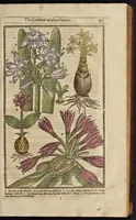An illustration from Paradisi in sole paradisus terrestris, or, A garden of all sorts of pleasant flowers : which our English ayre will permitt to be noursed vp : with a kitchen garden of all manner of herbes, rootes & fruites for meate or sause vsed with vs : and, an orchard of all sorte of fruitbearing trees and shrubbes fit for our land : together with the right orderinge, planting & preseruing of them and their vses & vertues (1629)