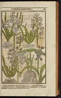 An illustration from Paradisi in sole paradisus terrestris, or, A garden of all sorts of pleasant flowers : which our English ayre will permitt to be noursed vp : with a kitchen garden of all manner of herbes, rootes & fruites for meate or sause vsed with vs : and, an orchard of all sorte of fruitbearing trees and shrubbes fit for our land : together with the right orderinge, planting & preseruing of them and their vses & vertues (1629)