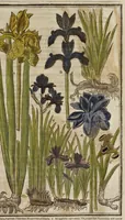 Picture 9 of 33 from Paradisi in sole paradisus terrestris, or, A garden of all sorts of pleasant flowers : which our English ayre will permitt to be noursed vp : with a kitchen garden of all manner of herbes, rootes & fruites for meate or sause vsed with vs : and, an orchard of all sorte of fruitbearing trees and shrubbes fit for our land : together with the right orderinge, planting & preseruing of them and their vses & vertues (1629), leaf 200