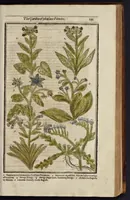 Picture 11 of 33 from Paradisi in sole paradisus terrestris, or, A garden of all sorts of pleasant flowers : which our English ayre will permitt to be noursed vp : with a kitchen garden of all manner of herbes, rootes & fruites for meate or sause vsed with vs : and, an orchard of all sorte of fruitbearing trees and shrubbes fit for our land : together with the right orderinge, planting & preseruing of them and their vses & vertues (1629), leaf 266