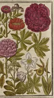 Picture 13 of 33 from Paradisi in sole paradisus terrestris, or, A garden of all sorts of pleasant flowers : which our English ayre will permitt to be noursed vp : with a kitchen garden of all manner of herbes, rootes & fruites for meate or sause vsed with vs : and, an orchard of all sorte of fruitbearing trees and shrubbes fit for our land : together with the right orderinge, planting & preseruing of them and their vses & vertues (1629), leaf 358