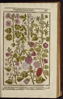 Picture 14 of 33 from Paradisi in sole paradisus terrestris, or, A garden of all sorts of pleasant flowers : which our English ayre will permitt to be noursed vp : with a kitchen garden of all manner of herbes, rootes & fruites for meate or sause vsed with vs : and, an orchard of all sorte of fruitbearing trees and shrubbes fit for our land : together with the right orderinge, planting & preseruing of them and their vses & vertues (1629), leaf 382