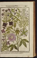 Picture 15 of 33 from Paradisi in sole paradisus terrestris, or, A garden of all sorts of pleasant flowers : which our English ayre will permitt to be noursed vp : with a kitchen garden of all manner of herbes, rootes & fruites for meate or sause vsed with vs : and, an orchard of all sorte of fruitbearing trees and shrubbes fit for our land : together with the right orderinge, planting & preseruing of them and their vses & vertues (1629), leaf 410